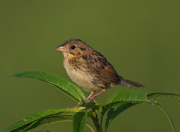 Henslow's Sparrow