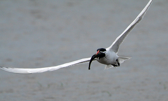 Caspian Tern With Catfish