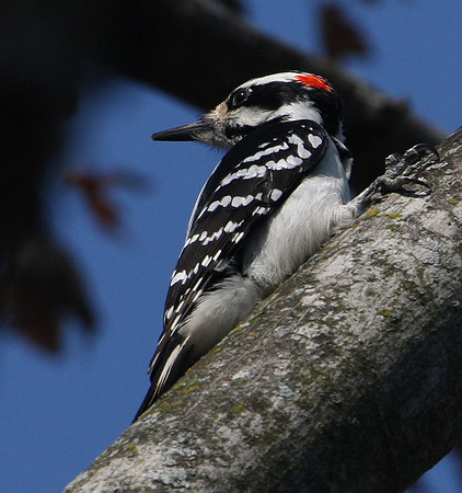Hairy Woodpecker