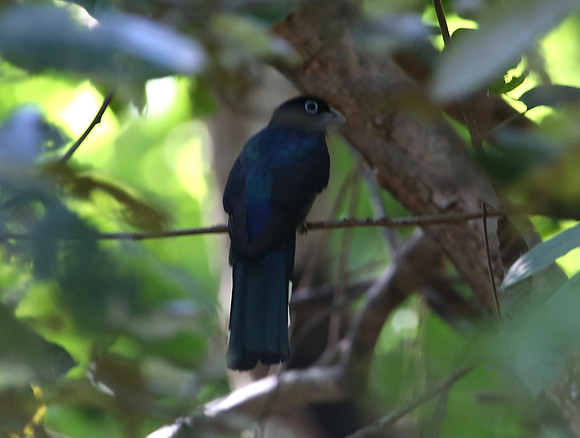 Black-headed Trogon - Casa Solimar, Costa Rica