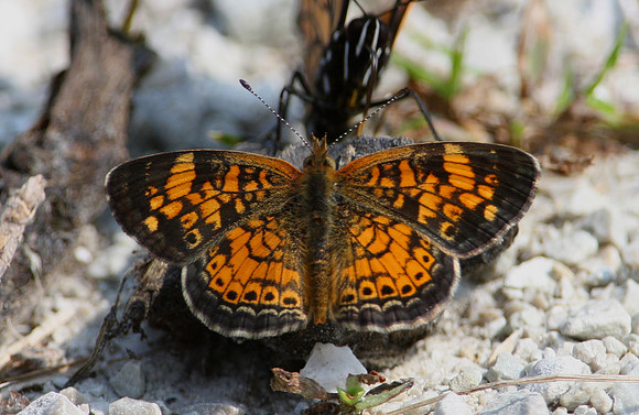 Pearl Crescent