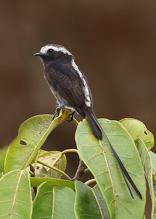 Long-tailed Tyrant - Laguna Lagarto, Costa Rica