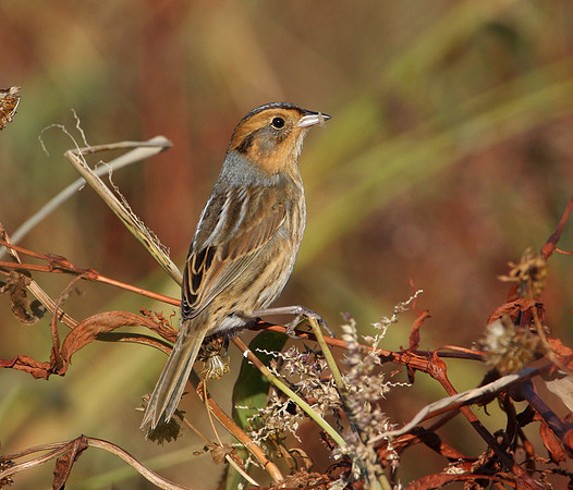 Nelson's Sparrow