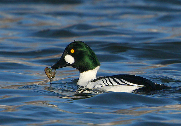 Common Goldeneye on the crab