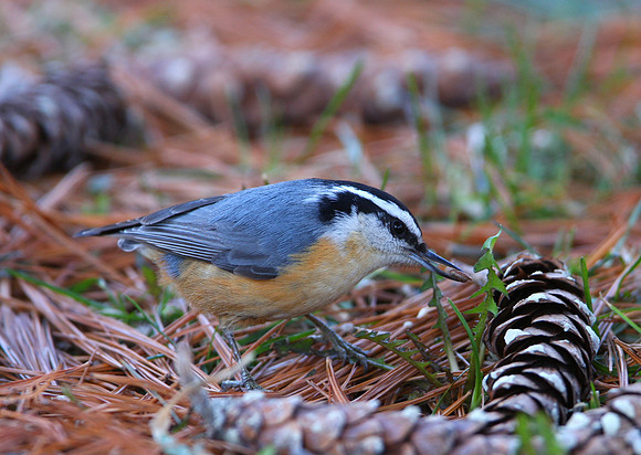 Red-breasted Nuthatch