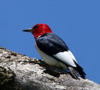 Red-headed Woodpecker