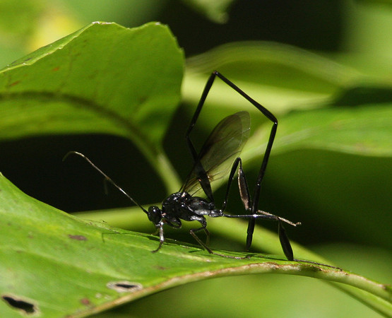 American Pelecinid