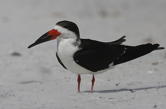 Black Skimmer - Florida Gulf Coast