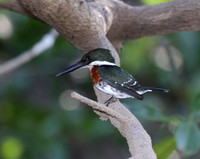 Green Kingfisher - Tarcol River, Costa Rica