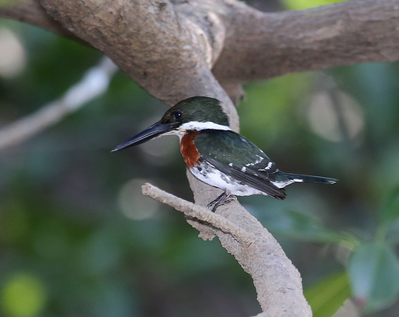 Green Kingfisher - Tarcol River, Costa Rica