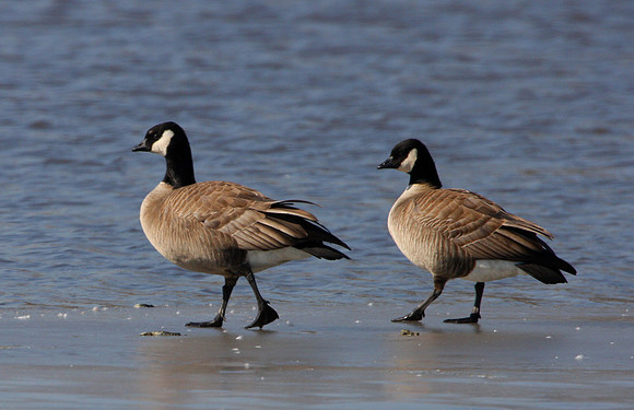 Cackling Goose