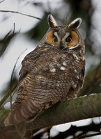 Long-eared Owl