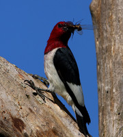 Red-headed Woodpecker