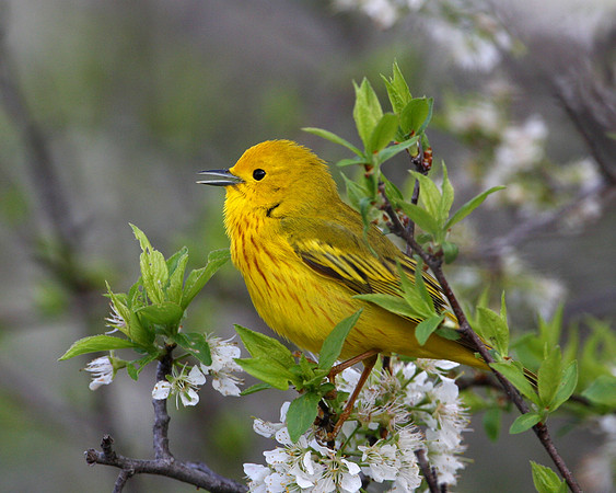 Yellow Warbler