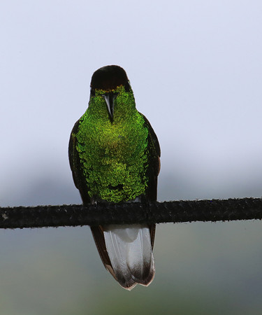White-tailed Emerald - Costa Rica