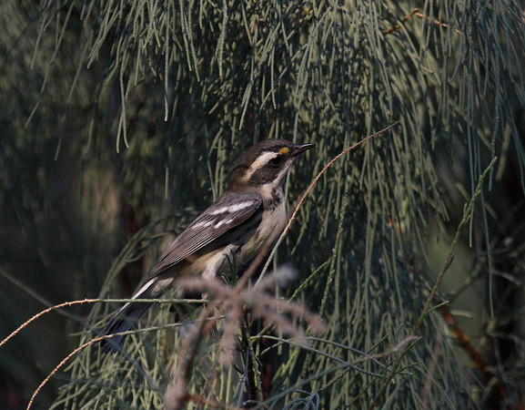 Black-throated Gray Warbler