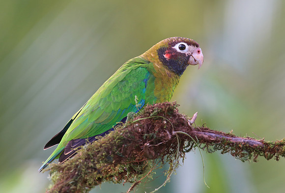 Brown-hooded Parrot - Laguna Lagarto, Costa Rica
