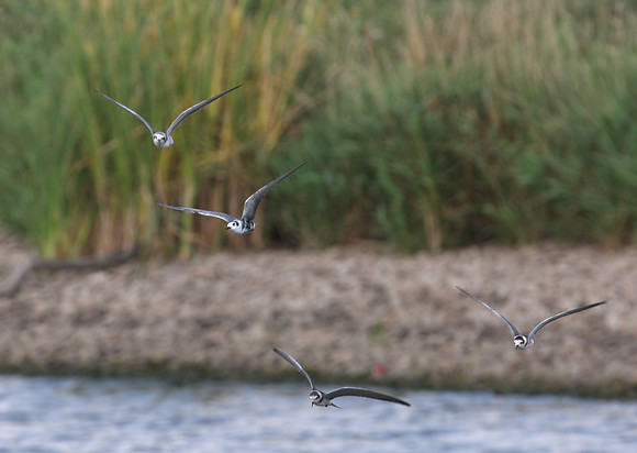 Black Terns - Fermilab