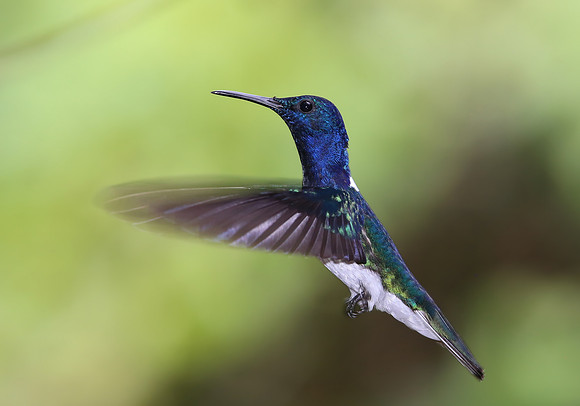 White-necked Jacobin - Costa Rica