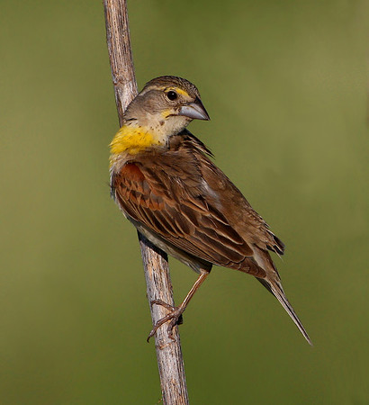 Dickcissel