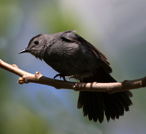 Gray Catbird