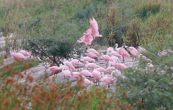 Rosette Spoonbill Anahuac NWR, Texas