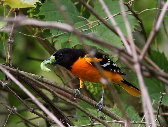 Baltimore Oriole (with prey)
