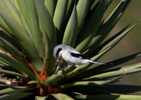 Loggerhead Shrike with Grasshopper Prey