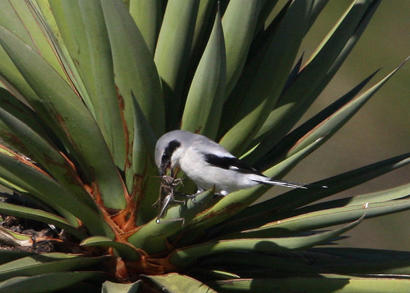 Loggerhead Shrike with Grasshopper Prey