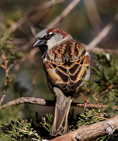 House Sparrow