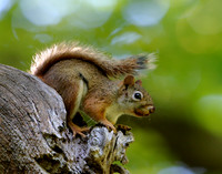 American Red Squirrel