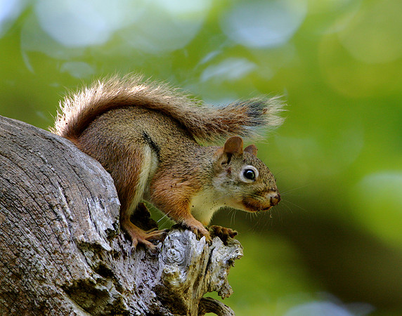 American Red Squirrel