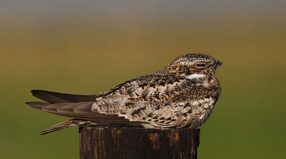 Common Nighthawk Anahuac National Wildlife Refuge Texas