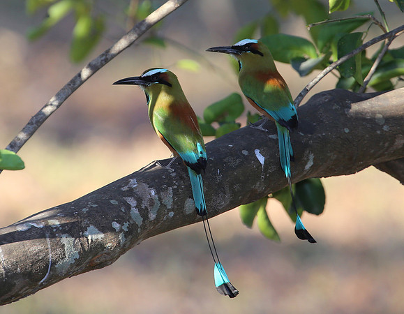 Turquoise-browed Motmot - Casa Solimar, Costa Ric
