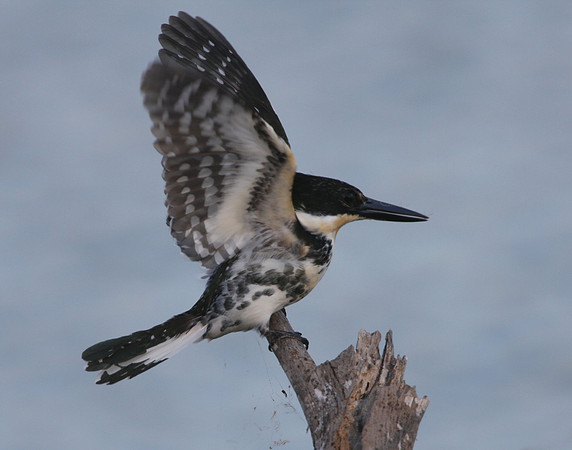 Green Kingfisher