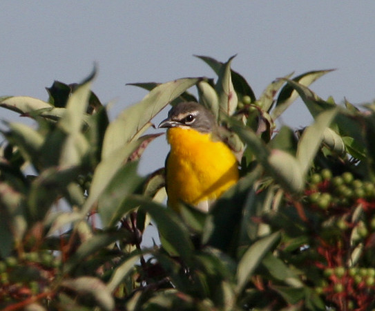 Yellow-breasted Chat