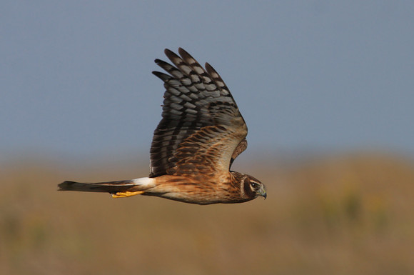 Northern Harrier Anahuac NWR, Texas