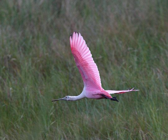 Roseate Spoonbill