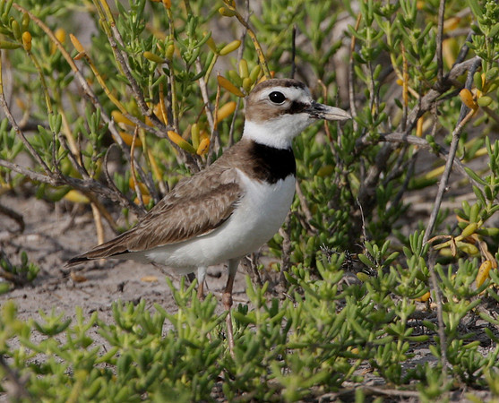 Wilson's Plover Laguna Atascosa NWR Texas