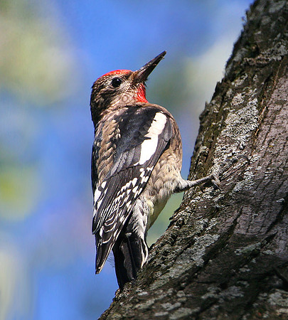 Yellow-bellied Sapsucker