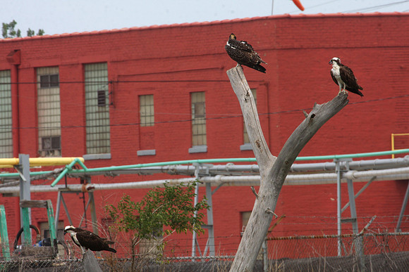 Osprey