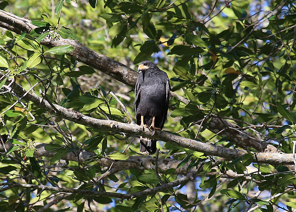 Common Black Hawk - Tarcol River, Costa Rica