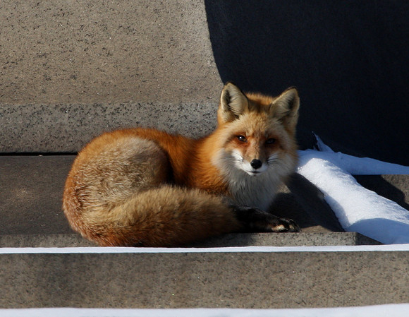 Red Fox