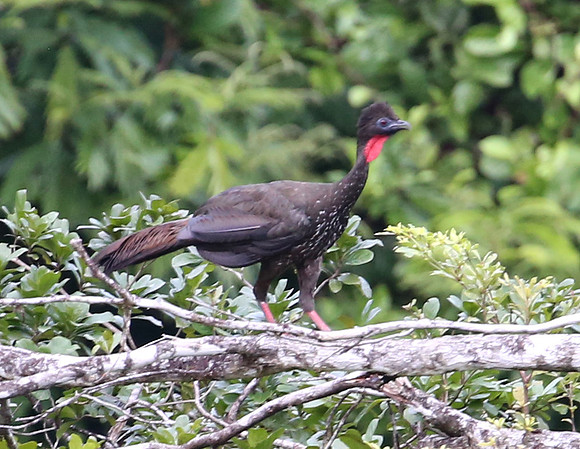 Crested Guan - Laguna Lagarto, Costa Rica
