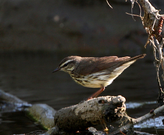 Northern Waterthrush