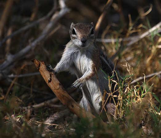 White-tailed Antelope Squirrel