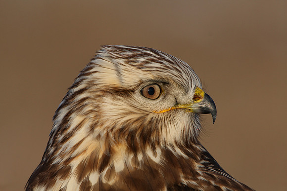 Rough-legged Hawk with Vole (Wild)
