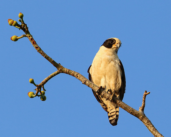 Laughing Falcon - Casa Solimar, Costa Rica