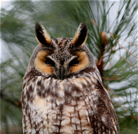 Long-eared Owl