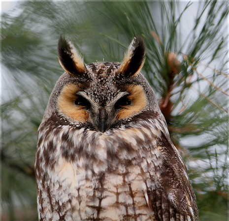 Long-eared Owl